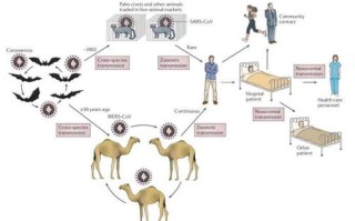 冠状肺炎常识，新冠肺炎的常识