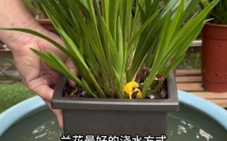 种兰花小常识（种兰花口诀）