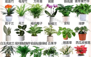 植物光照常识 - 植物光照度对照表
