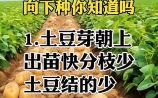 种土豆的常识，种土豆的常识有哪些