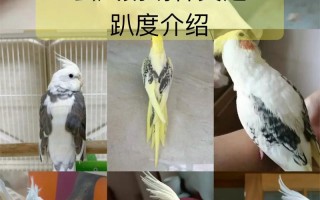玄风鹦鹉常识（玄风鹦鹉贵不贵）