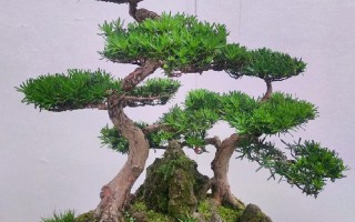 盆景修剪常识，盆景修剪常识有哪些