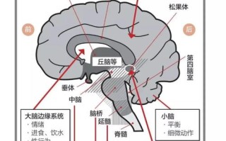 常识记忆容量 - 常识记忆是指储存时间为多少以上的记忆