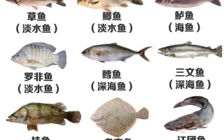 鱼类的小常识，鱼类的小知识