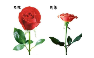 月季英文常识（月季英文怎么说）