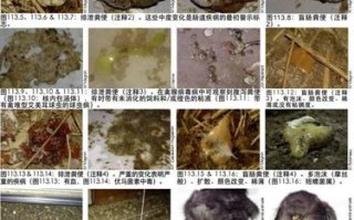 信鸽粪便常识，信鸽粪便带血是什么病