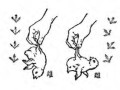 观察鸡小常识 - 观察鸡的所得
