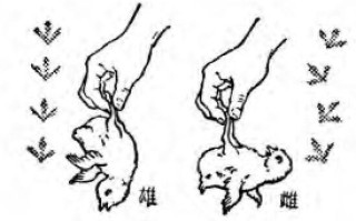 观察鸡小常识 - 观察鸡的所得
