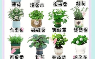 植物的几大常识（植物的几大常识是什么）