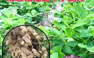 农村播种常识，农村播种玉米图片