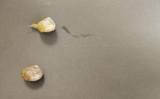 蜗牛科学常识（蜗牛科普知识）