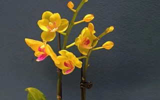 如何种花常识，怎么种花?需要注意什么
