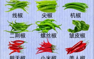 常识概念模糊（概念模糊的句子及答案）