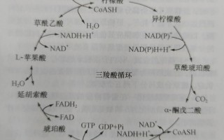 循环系统常识 - 循环系统的介绍