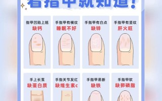 指甲生长常识（指甲生长原理图解）