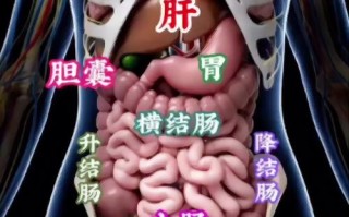 肝的工作常识 - 肝工作原理秒懂百科