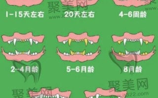 关于换牙常识，关于换牙我们需要知道什么