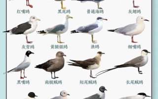 碧蓝之海常识 - 碧蓝之海图鉴