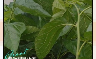 西医常识知乎（西医专业知识）
