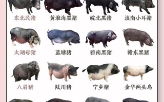 肉猪养殖常识，肉猪养殖常识培训