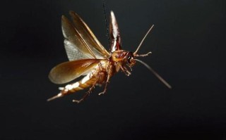 修改常识小强（修改常识app）