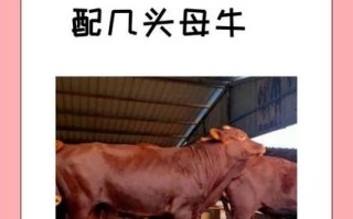牛配种的常识 - 牛要配种的表现