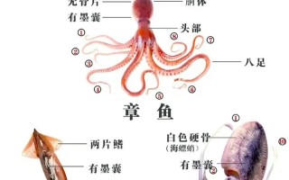 动物迁徙常识，动物迁徙的种类