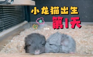 龙猫配对常识（龙猫配种合笼注意事项）