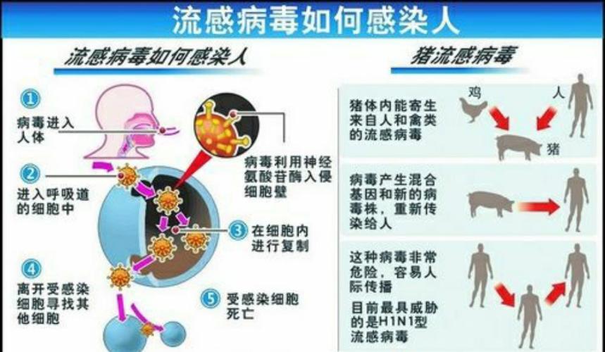 流感防护常识(流感的防护常识)-第7张图片-牛逼常识网 流感防护常识(流感的防护常识)-第7张图片-牛逼常识网