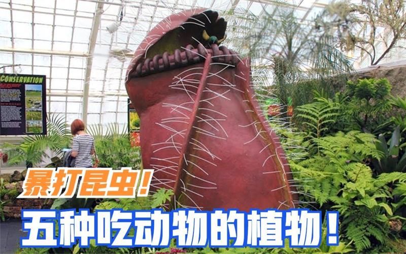 常见常识生物 - 常见常识生物思维导图-第6张图片-牛逼常识网 常见常识生物 - 常见常识生物思维导图-第6张图片-牛逼常识网