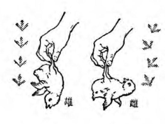 观察鸡小常识 - 观察鸡的所得-第1张图片-牛逼常识网 观察鸡小常识 - 观察鸡的所得-第1张图片-牛逼常识网