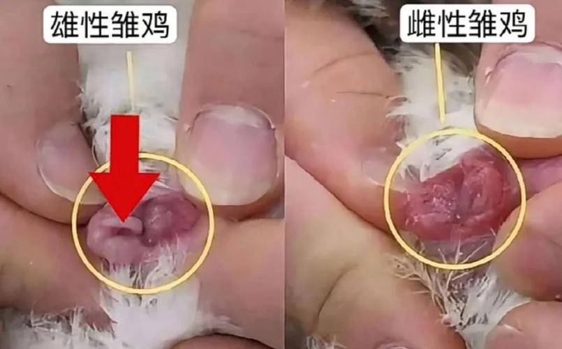 观察鸡小常识 - 观察鸡的所得-第4张图片-牛逼常识网 观察鸡小常识 - 观察鸡的所得-第4张图片-牛逼常识网