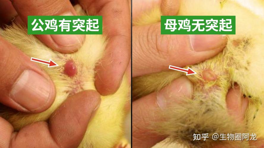 观察鸡小常识 - 观察鸡的所得-第5张图片-牛逼常识网 观察鸡小常识 - 观察鸡的所得-第5张图片-牛逼常识网