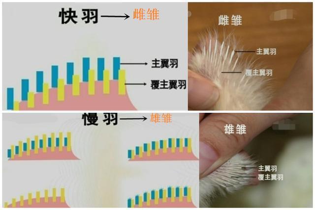 观察鸡小常识 - 观察鸡的所得-第6张图片-牛逼常识网 观察鸡小常识 - 观察鸡的所得-第6张图片-牛逼常识网