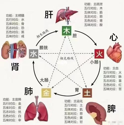 中年养生常识(中年人的养生)-第1张图片-牛逼常识网 中年养生常识(中年人的养生)-第1张图片-牛逼常识网