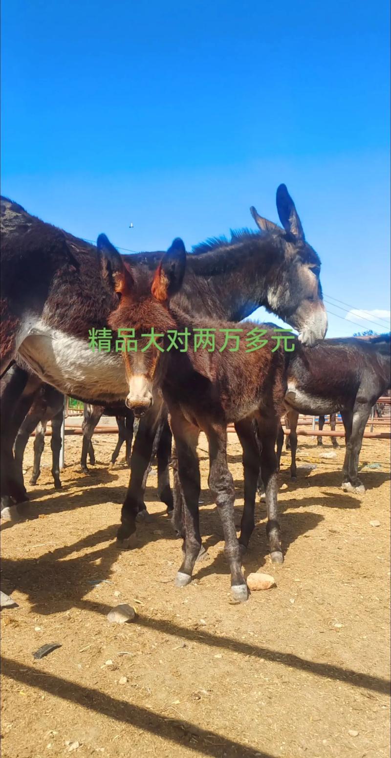 毛驴饲养常识 - 毛驴的饲养与管理视频-第6张图片-牛逼常识网 毛驴饲养常识 - 毛驴的饲养与管理视频-第6张图片-牛逼常识网