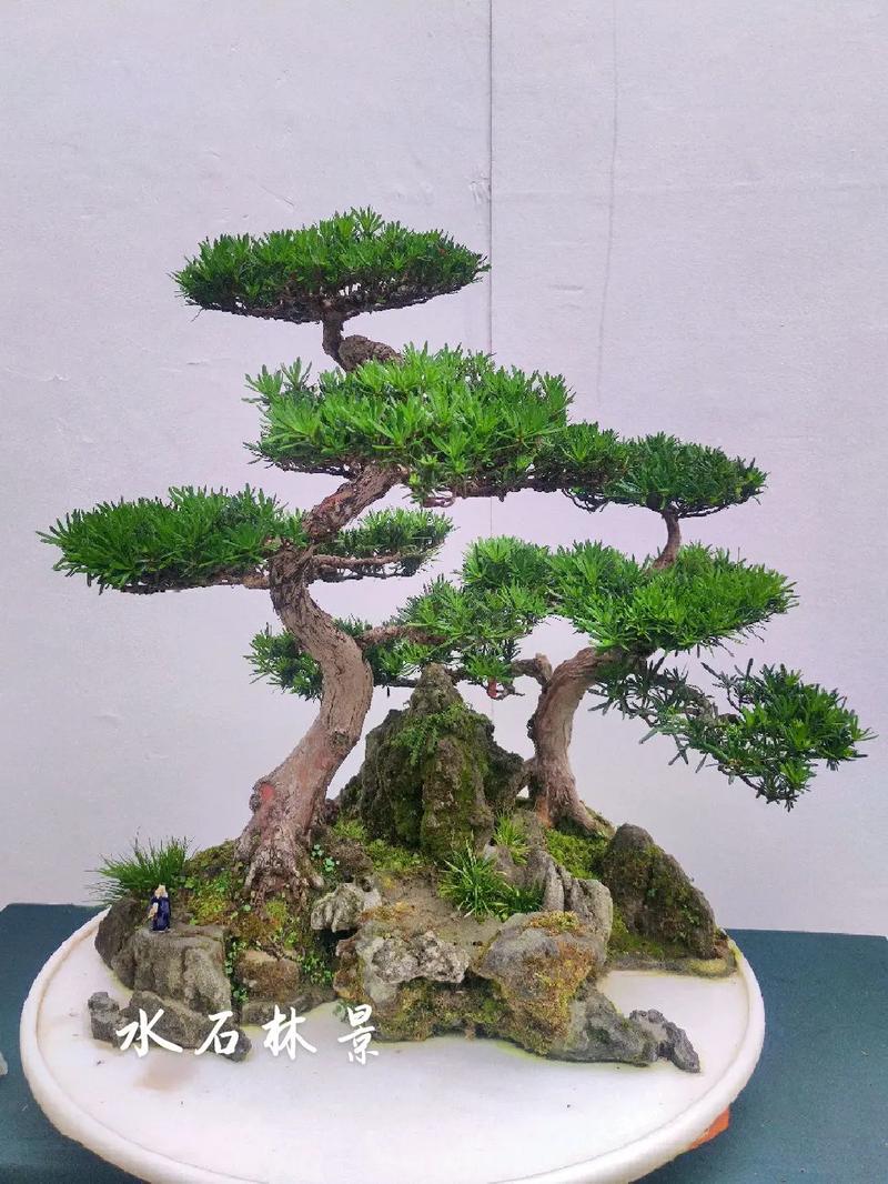 盆景修剪常识,盆景修剪常识有哪些-第2张图片-牛逼常识网 盆景修剪常识,盆景修剪常识有哪些-第2张图片-牛逼常识网