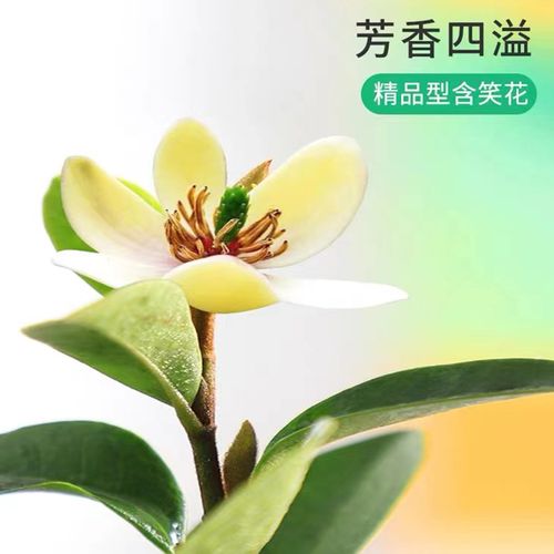 盆景修剪常识,盆景修剪常识有哪些-第4张图片-牛逼常识网 盆景修剪常识,盆景修剪常识有哪些-第4张图片-牛逼常识网