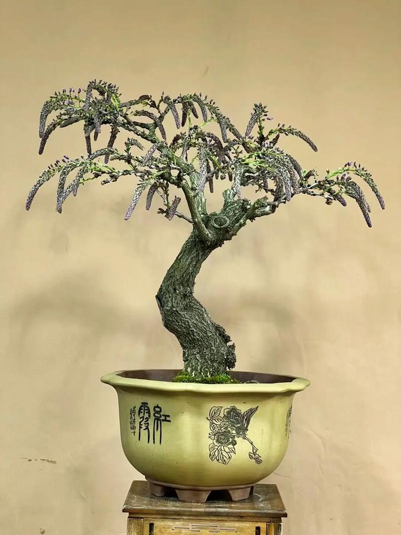 盆景修剪常识,盆景修剪常识有哪些-第6张图片-牛逼常识网 盆景修剪常识,盆景修剪常识有哪些-第6张图片-牛逼常识网