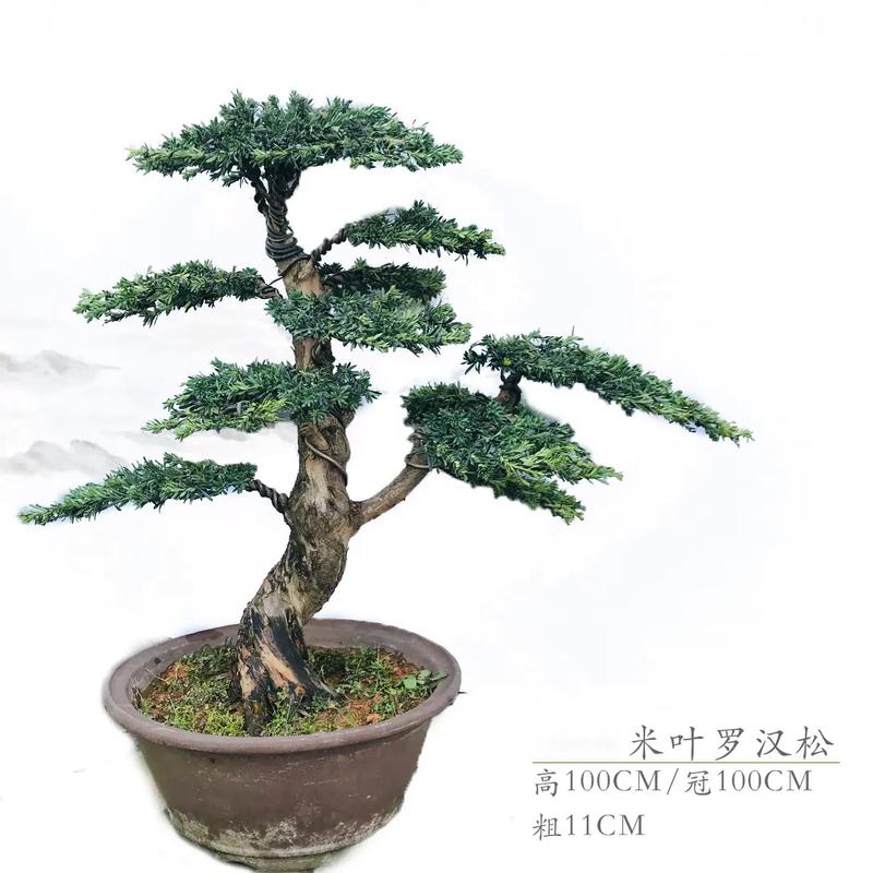盆景修剪常识,盆景修剪常识有哪些-第7张图片-牛逼常识网 盆景修剪常识,盆景修剪常识有哪些-第7张图片-牛逼常识网