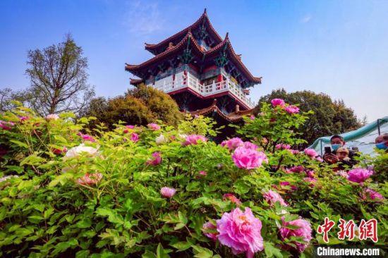 桃花常识儿歌,桃花歌谣-第6张图片-牛逼常识网 桃花常识儿歌,桃花歌谣-第6张图片-牛逼常识网