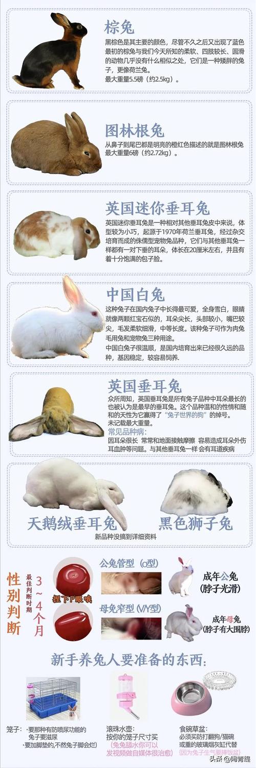 家兔喂养常识,家兔的喂养-第5张图片-牛逼常识网 家兔喂养常识,家兔的喂养-第5张图片-牛逼常识网