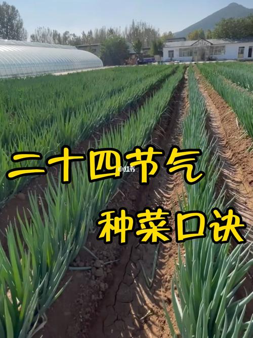 种菜季节常识 - 种菜季节常识大全-第2张图片-牛逼常识网 种菜季节常识 - 种菜季节常识大全-第2张图片-牛逼常识网