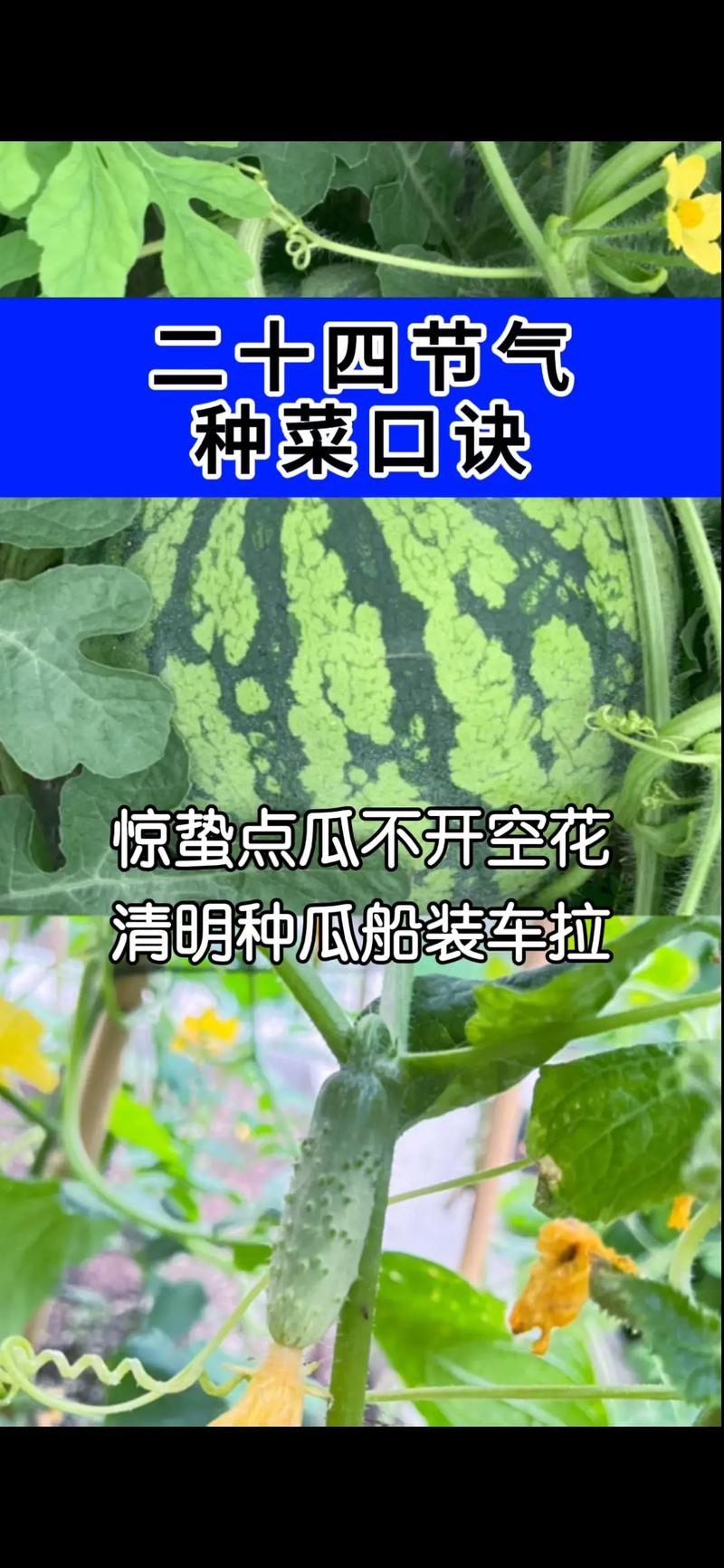 种菜季节常识 - 种菜季节常识大全-第5张图片-牛逼常识网 种菜季节常识 - 种菜季节常识大全-第5张图片-牛逼常识网