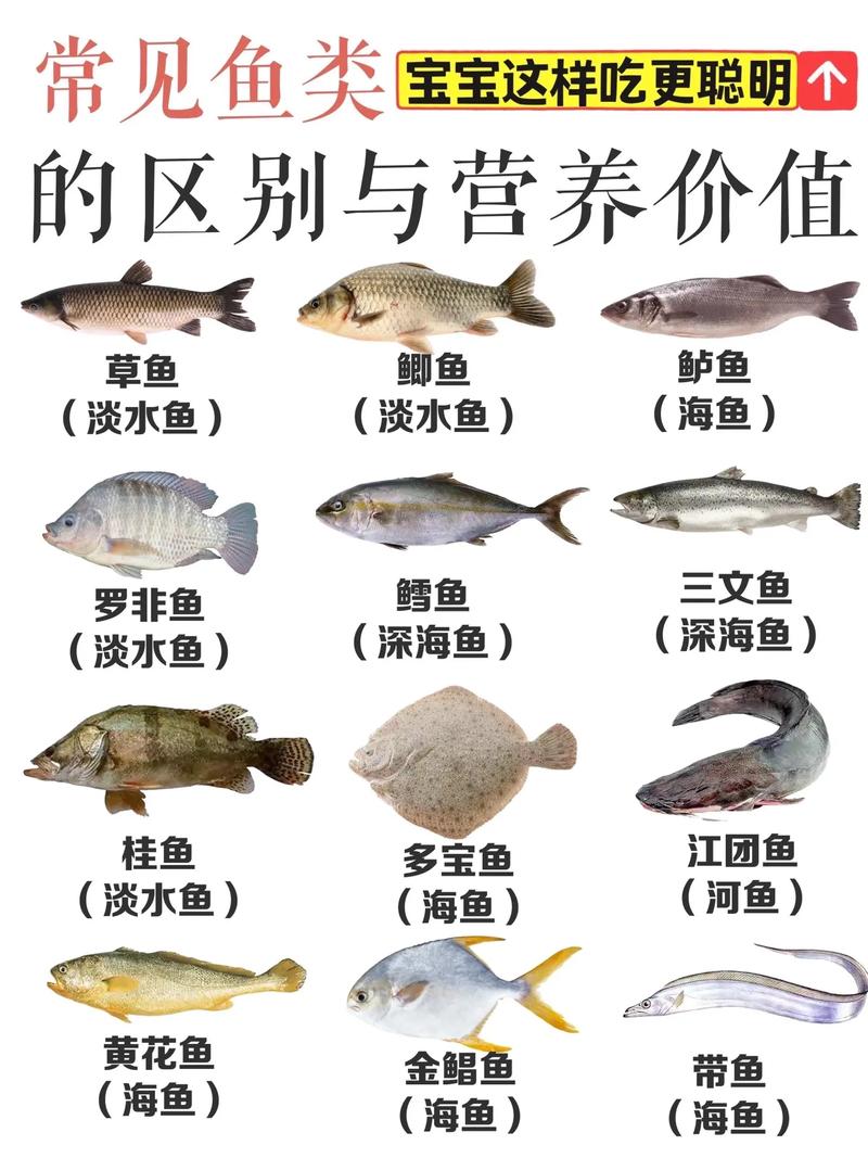 鱼类的小常识,鱼类的小知识-第1张图片-牛逼常识网 鱼类的小常识,鱼类的小知识-第1张图片-牛逼常识网