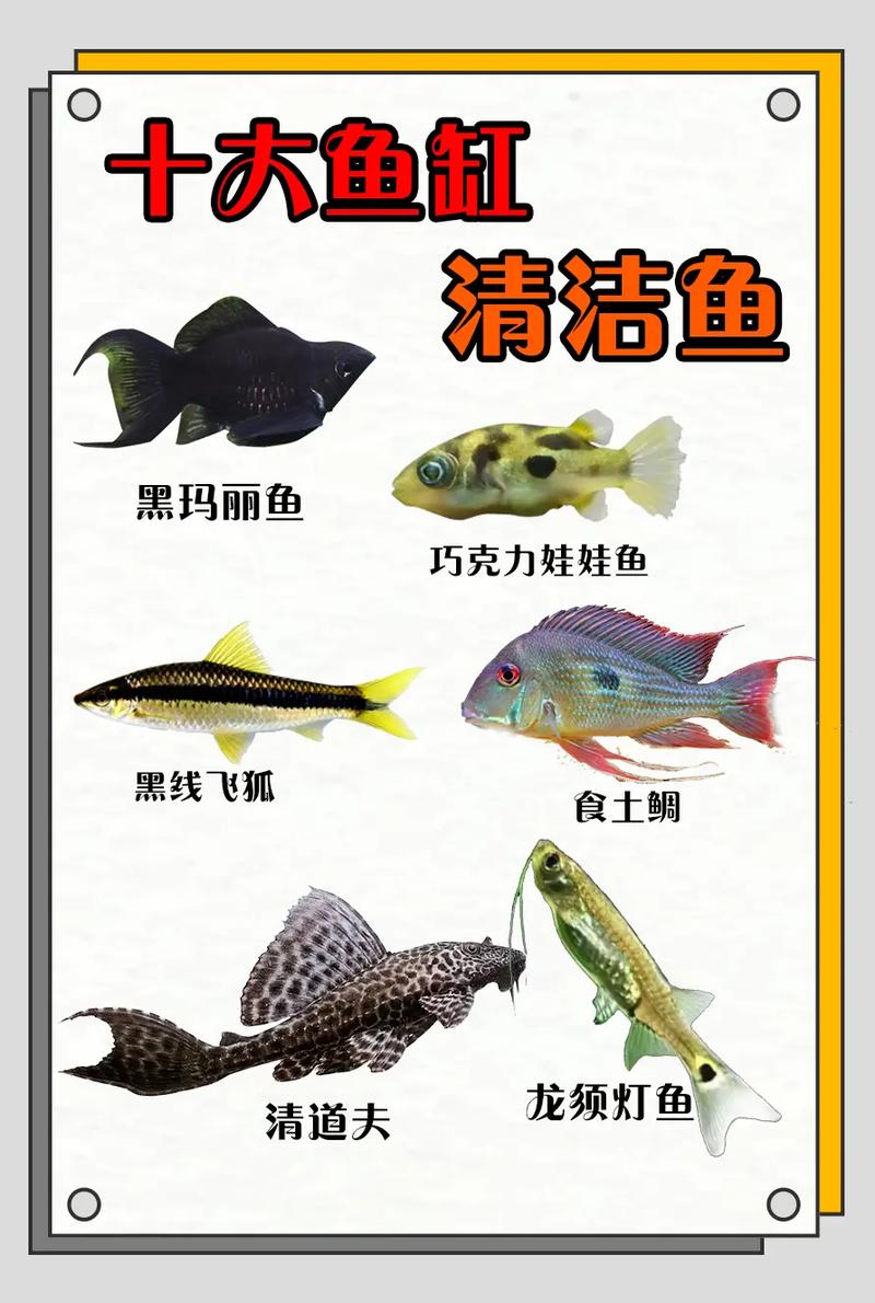 鱼类的小常识,鱼类的小知识-第5张图片-牛逼常识网 鱼类的小常识,鱼类的小知识-第5张图片-牛逼常识网
