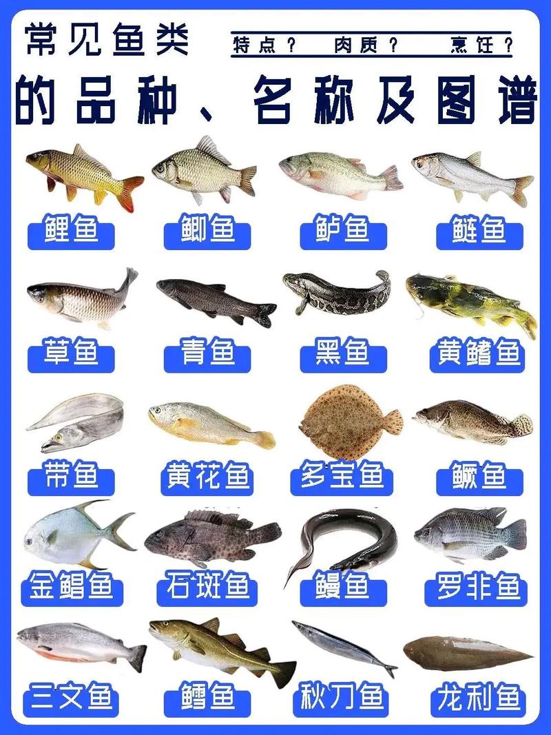 鱼类的小常识,鱼类的小知识-第6张图片-牛逼常识网 鱼类的小常识,鱼类的小知识-第6张图片-牛逼常识网