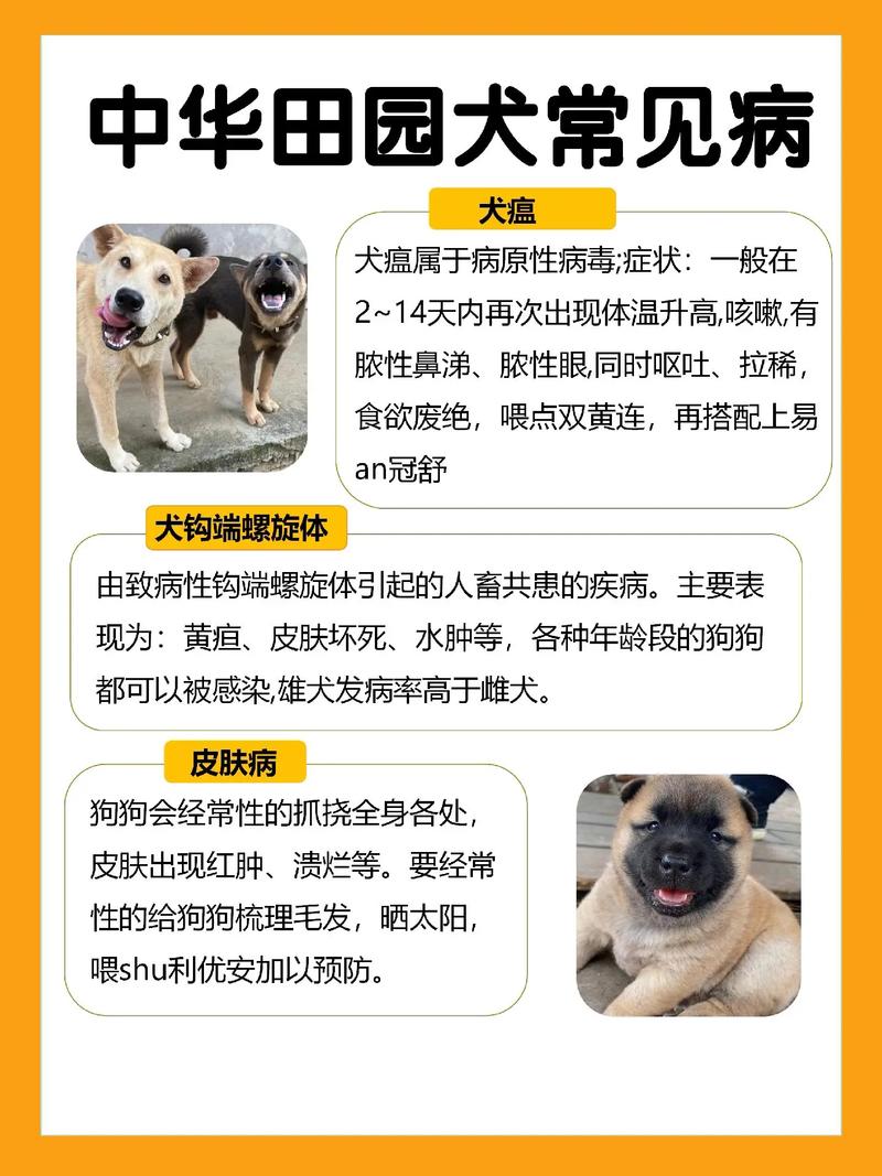 农村养狗常识 - 农村养狗的注意事项-第4张图片-牛逼常识网 农村养狗常识 - 农村养狗的注意事项-第4张图片-牛逼常识网