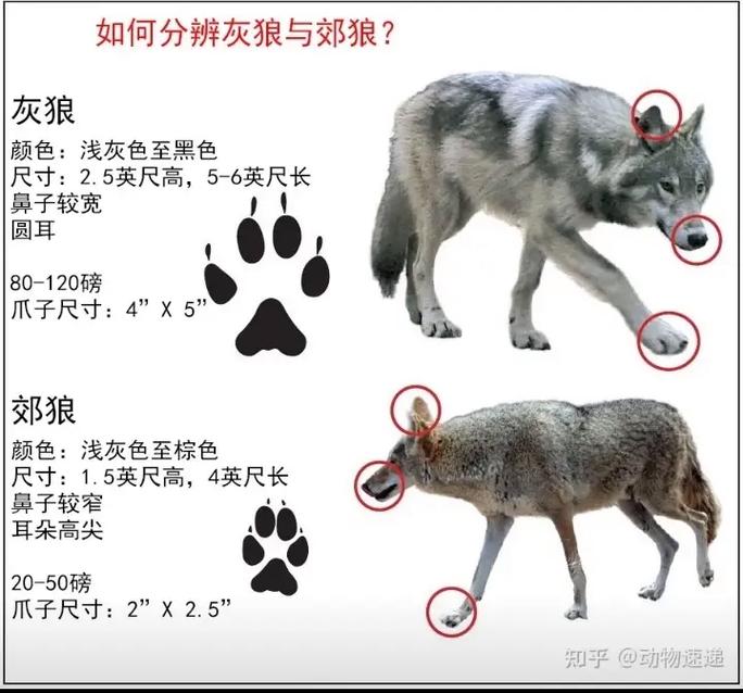 狼的文字常识 - 狼的文字常识是什么-第6张图片-牛逼常识网 狼的文字常识 - 狼的文字常识是什么-第6张图片-牛逼常识网