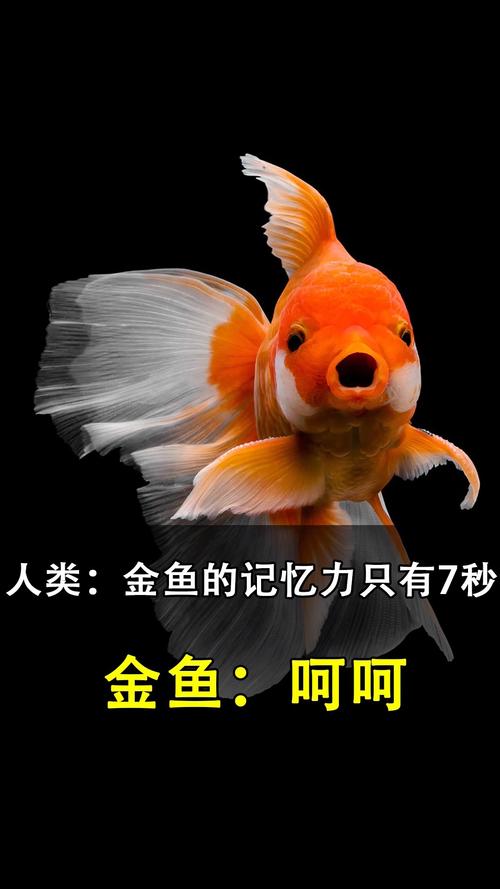 动物常识提问(动物小知识问答)-第3张图片-牛逼常识网 动物常识提问(动物小知识问答)-第3张图片-牛逼常识网